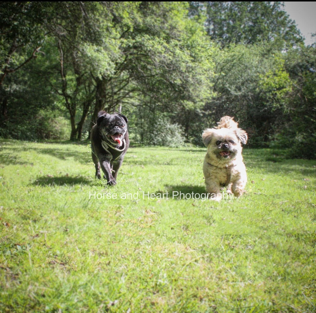 A pug and a shih tzu running joyfully across a sunlit meadow