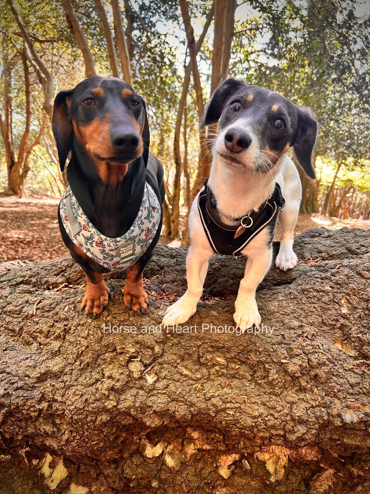 A dachshund and a Jack Russell standing together on a fallen log in the woods