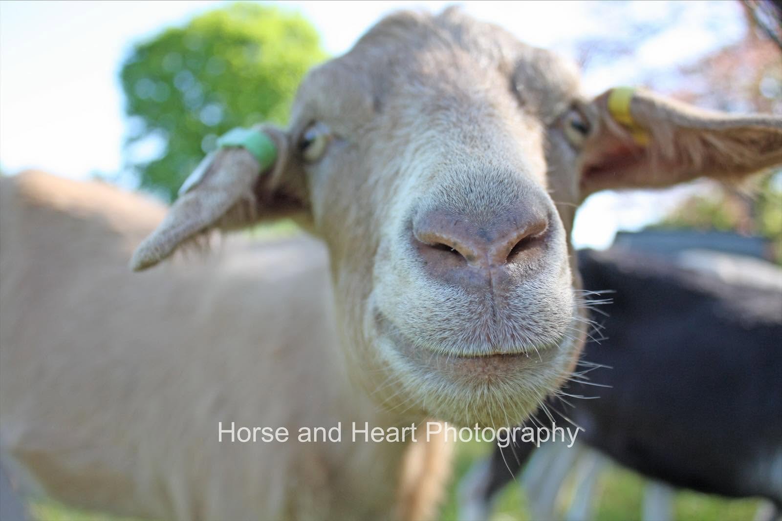 A cheeky close-up portrait of a curious goat