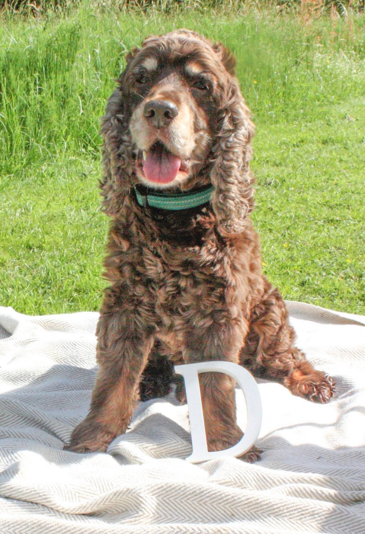 A brown cocker spaniel smiling on a blanket in the sun