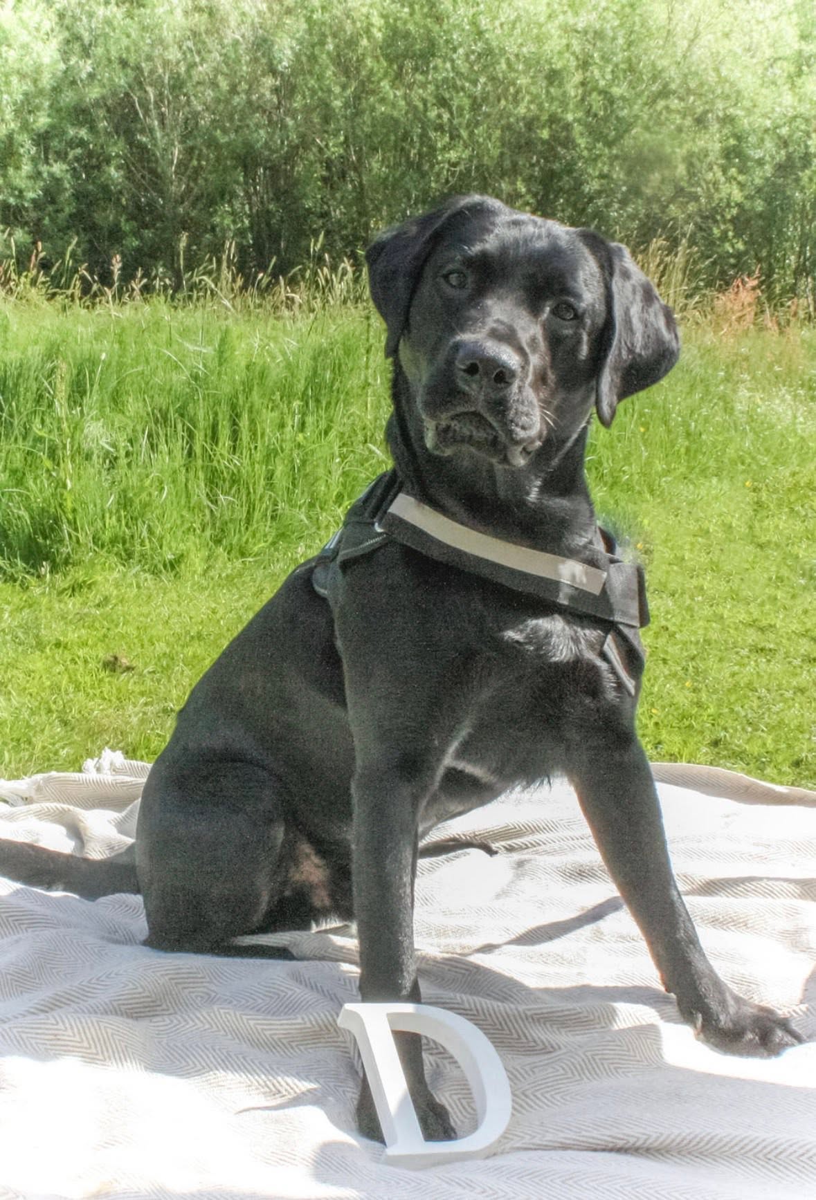 A black Labrador sitting proudly on a blanket in a meadow